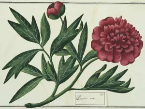 Giardini. L'arte di vivere la natura nel Settecento