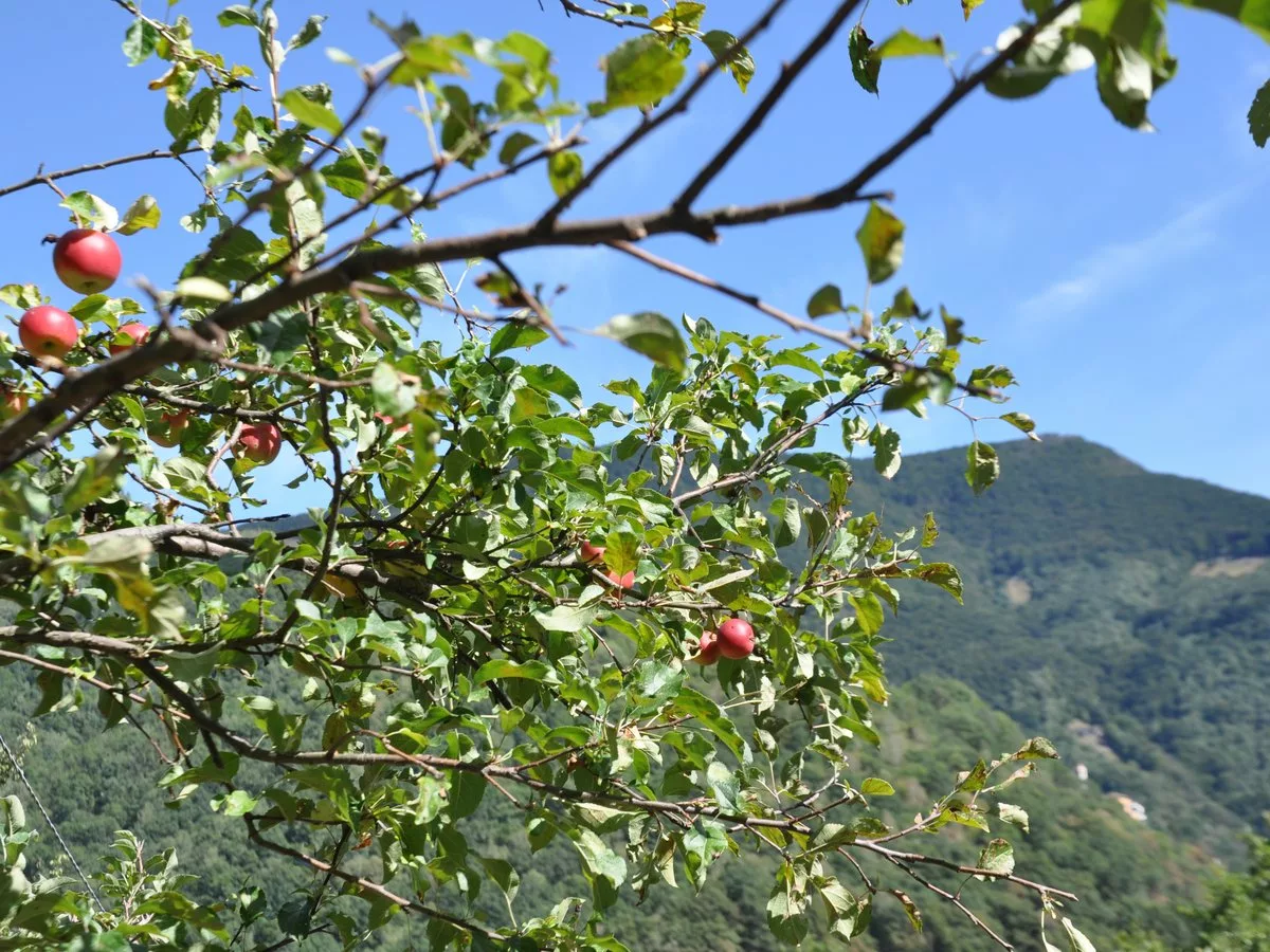 Le mele di Orasso, dalla bellezza del paesaggio al piacere del gusto