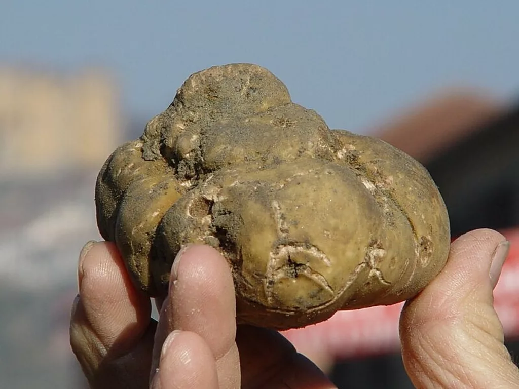 Castelnuovo Don Bosco, la 34ª Fiera Regionale del Tartufo chiude con Sant'Andrea