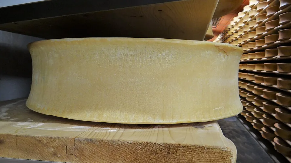 Une meule de beaufort en cave d’affinage, en Tarentaise